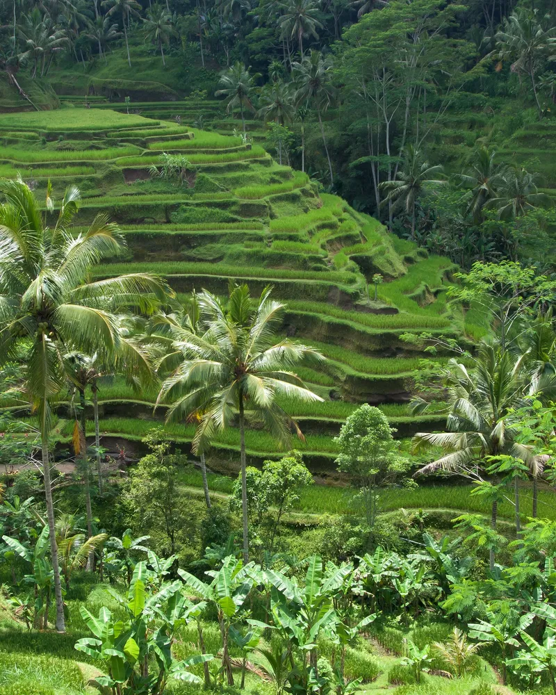 Rice terraces, Bali