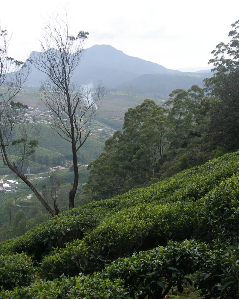 Tea plantations, Nuwara Eliya